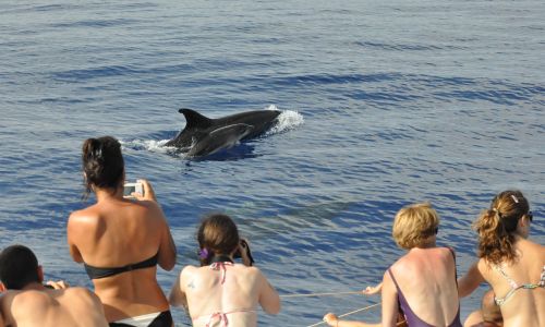 Avistamento de baleias/ Golfinhos